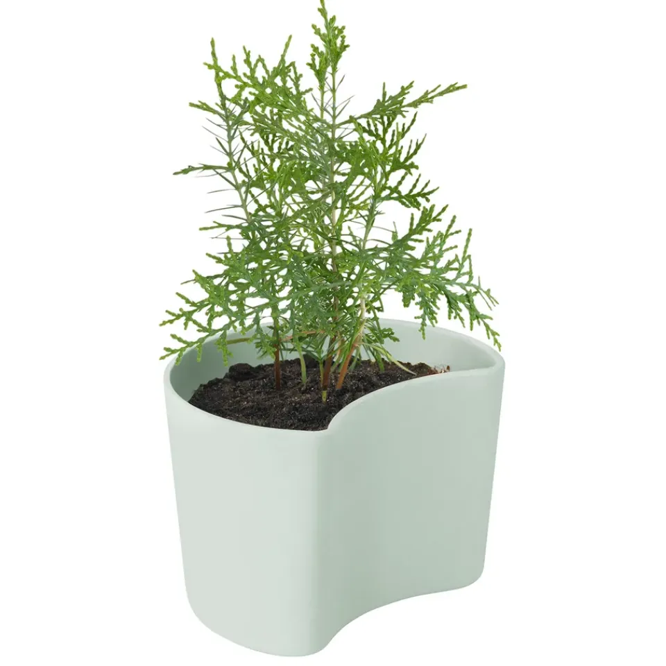 Maceta con semillas YOUR TREE, (pino)*RIG-TIG Best