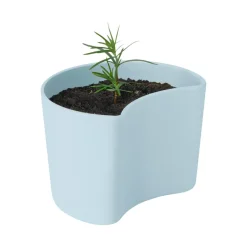 Maceta con semillas YOUR TREE, (pino)*RIG-TIG Outlet