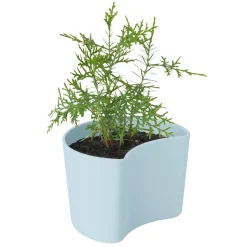 Maceta con semillas YOUR TREE, (pino)*RIG-TIG Outlet