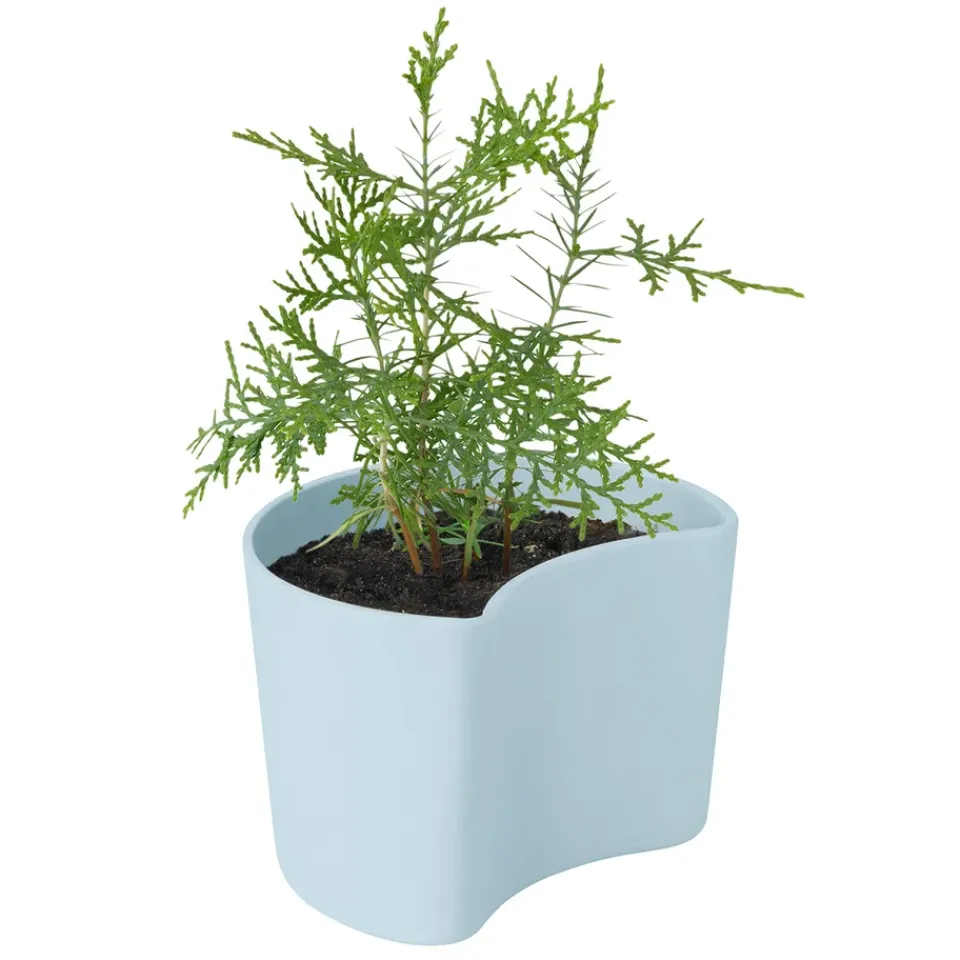 Maceta con semillas YOUR TREE, (pino)*RIG-TIG Outlet