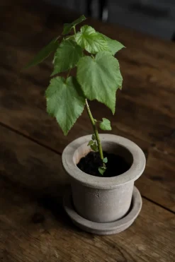 Maceta de terracota con plato, Ø12 × 10 cm*ERNST Online